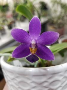 Phalaenopsis Hsinying Blueberry