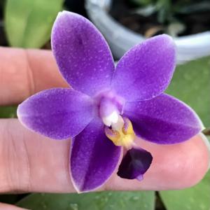 Phalaenopsis Hsinying Blueberry