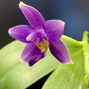 Phalaenopsis Hsinying Blueberry