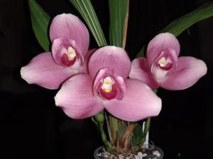 Lycaste Keyla Alarcon Q