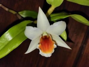 Dendrobium Quintals Judith