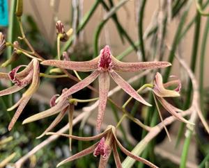 Dendrobium Hot Ghost