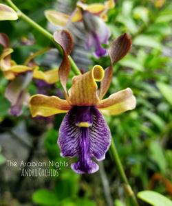 Dendrobium The Arabian Nights