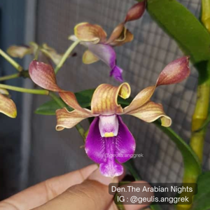 Dendrobium The Arabian Nights