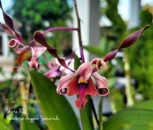 Dendrobium The Arabian Nights