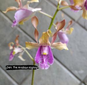 Dendrobium The Arabian Nights