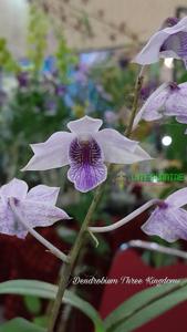 Dendrobium Three Kingdoms