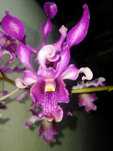 Dendrobium Sindura