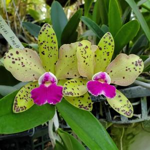 Cattleya Carolyn DeSanti