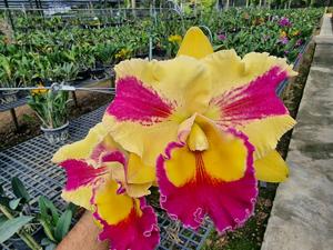 <i>Rhyncholaeliocattleya</i> STK Platinum Fancy