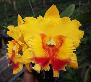 Rhyncholaeliocattleya River Kwai Gold