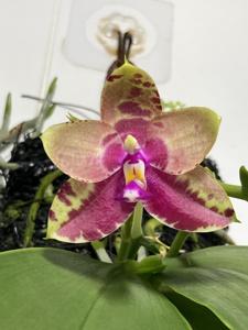 Phalaenopsis Low Pitt Ming