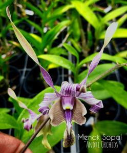 Dendrobium Menak Sopal