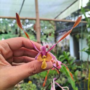 Dendrobium Menak Sopal