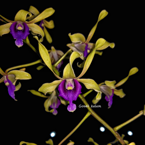 Dendrobium Mydis