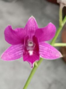 Dendrobium Enroe Dwijaya