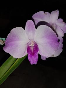 Dendrobium Putih Merona