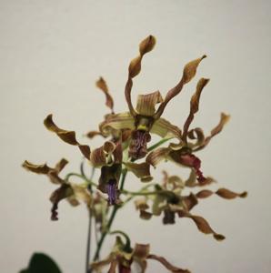 Dendrobium Cipta Jaya