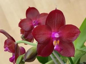 Phalaenopsis Hell's Fury