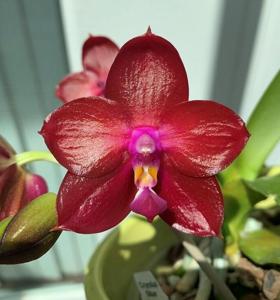 Phalaenopsis Hell's Fury