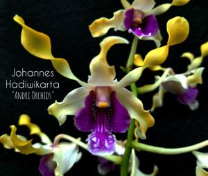 Dendrobium Johannes Hadiwikarta