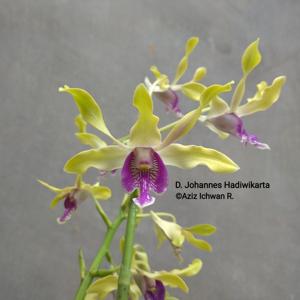 Dendrobium Johannes Hadiwikarta