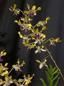 Dendrobium Johannes Hadiwikarta