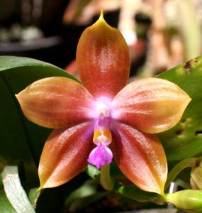 Phalaenopsis Mituo Specio Princess