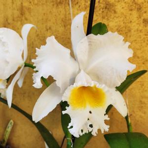 Cattleya Graf's Ceniza