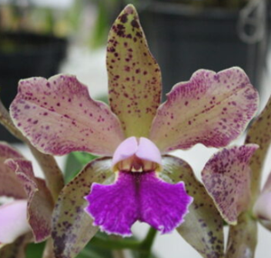 Rhyncholaeliocattleya Pink Blancmange