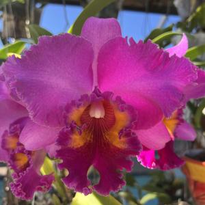 Rhyncholaeliocattleya River Kwai Pink