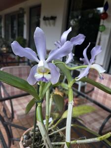 Cattleya Dreaming of You