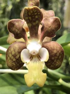 Vanda Poy Luang