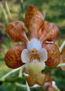 Vanda Poy Luang