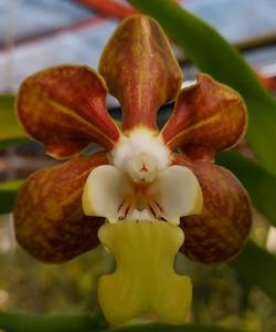 Vanda Poy Luang