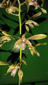 Dendrobium Bujang Ganong