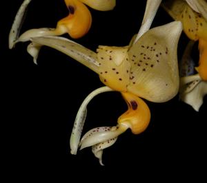 <i>Stanhopea</i> Mem. Beatriz Faria