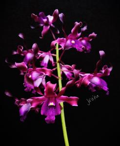 Dendrobium Arumi Bachsin