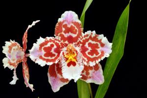 Oncidium Charlotte