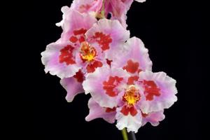 Oncidium Charlotte