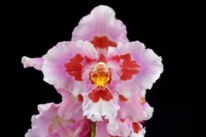 Oncidium Charlotte