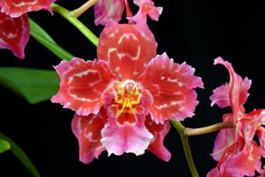 Oncidium Charlotte