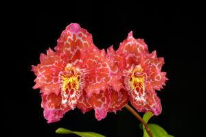 Oncidium Charlotte