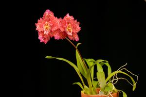 Oncidium Charlotte