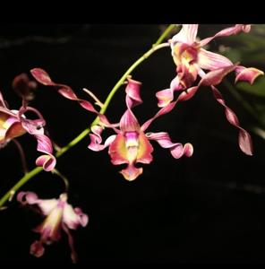 Dendrobium Anjelika