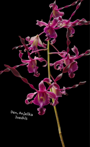 Dendrobium Anjelika