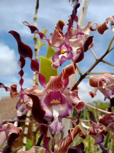 Dendrobium Anjelika