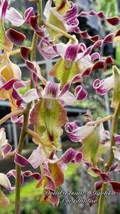 Dendrobium Anjelika