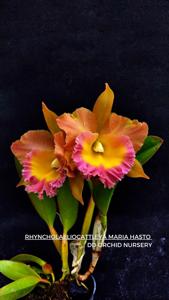 Rhyncholaeliocattleya Maria Hasto