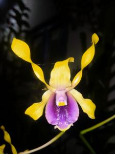 Dendrobium Divani Annura